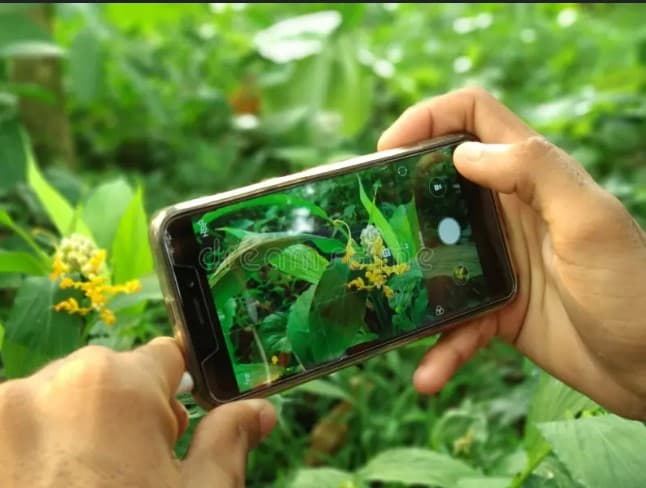 A person clicking photo of plant